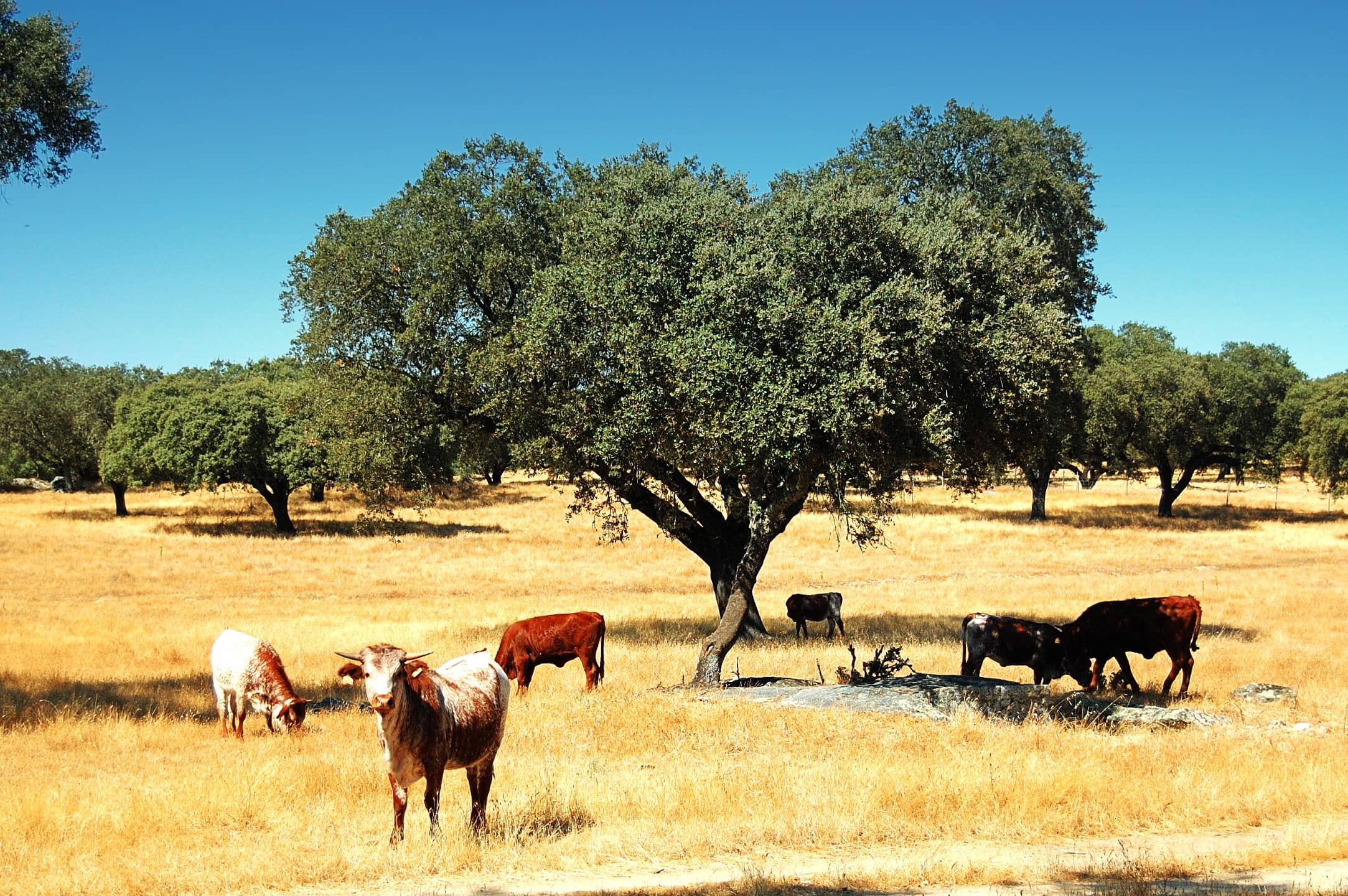 Wildlife at Medeiros Estate