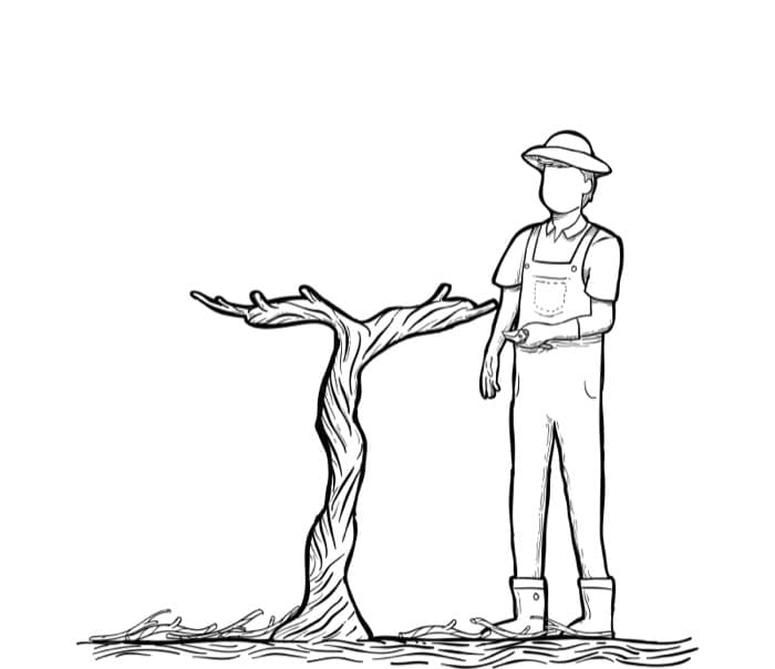 Winter pruning at Medeiros vineyard
