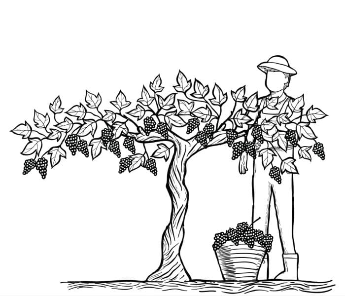 Veraison process showing ripening grapes