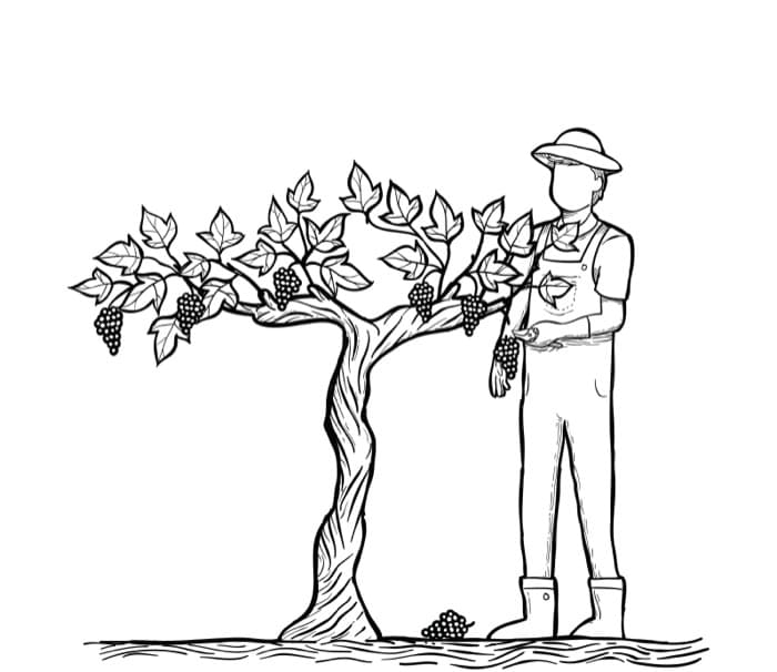 Spring Awakening at Medeiros vineyard