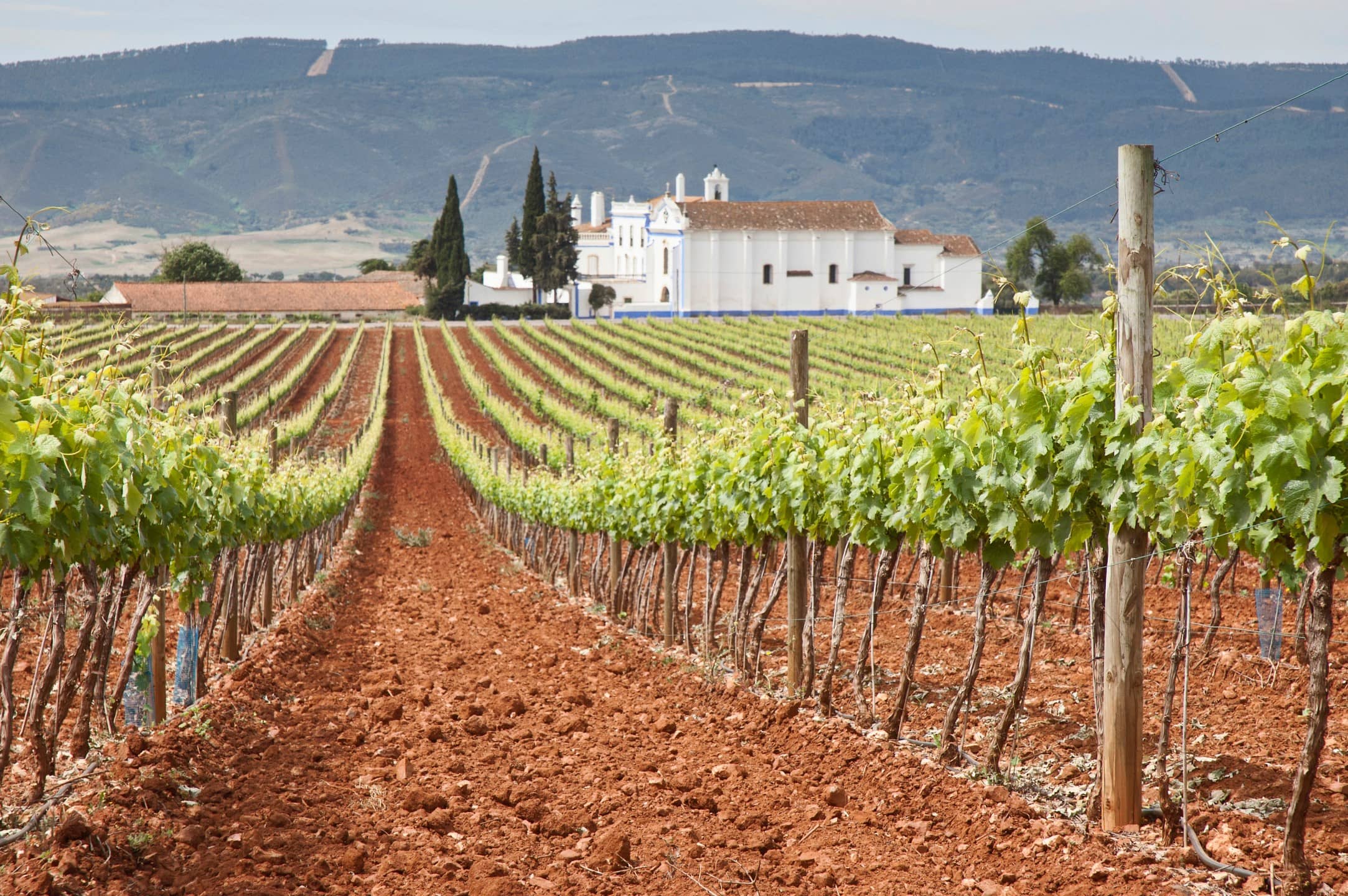 Guide explaining vineyard practices to visitors